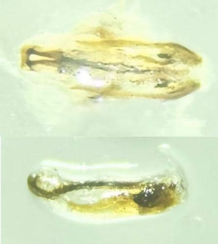Réf. 359 547 : Ochetostethus nanus